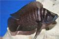 (C. Altolamprologus) Black Pearl Calvus
