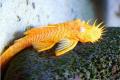 (L. Ancistrus) Albino bristlenose catfish