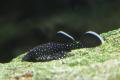 (L. Ancistrus) Peppermint bristlenose catfish