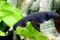(A. Apteronotus) Black ghost knifefish