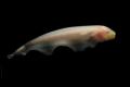 (A. Apteronotus) Black ghost knifefish (Pink)