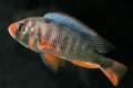 (C. Astatotilapia) Zebra Obliquidens Crimson Tides