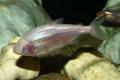 (C. Astyanax) Blind cave tetra