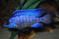 (C. Aulonocara) Mbenji Peacock