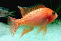 (C. Aulonocara) Aulonocara Firefish