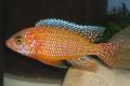 (C. Aulonocara) Tangerine peacocks