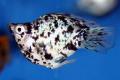 (P. Poecilia) Baloon mollies