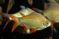 (C. Barbonymus) Tin foil barb