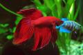 (O. Betta) Siamese fighting fish