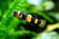 (G. Brachygobius) Bumblebee goby