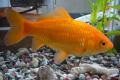 (C. Carassius) Common Goldfish