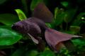 (C. Carassius) Black Moor Goldfish