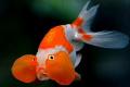 (C. Carassius) Bubble Eye Goldfish