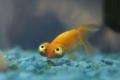 (C. Carassius) Celestial Eye Goldfish