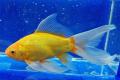 (C. Carassius) Comet Goldfish