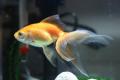 (C. Carassius) Fantail Goldfish