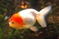 (C. Carassius) Lionhead Goldfish