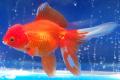 (C. Carassius) Oranda Goldfish