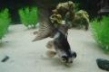(C. Carassius) Panda butterfly goldfish