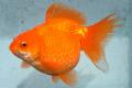 (C. Carassius) Pearlscale Goldfish