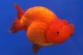 (C. Carassius) Ranchu Goldfish