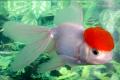 (C. Carassius) Redcap Oranda Goldfish