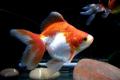 (C. Carassius) Ryukin Goldfish