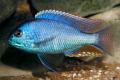 (C. Chilotilapia) Chilotilapia Rhoadesii