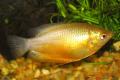 (O. Colisa) Gold honey gourami