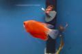 (O. Colisa) Marigold gourami