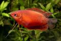 (O. Colisa) Red honey gourami