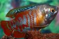 (O. Colisa) Dwarf gourami