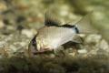 (C. Corydoras) Bandit corydoras