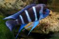 (C. Cyphotilapia) 6 bar Frontosa