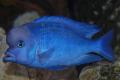 (C. Cyrtocara) Blue Dolphin
