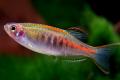 (C. Danio) Glowlight Danio
