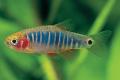 (C. Danio) Erythromicron Danio