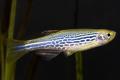 (C. Danio) Danio Kyathit