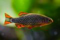 (C. Danio) Galaxy Rasbora