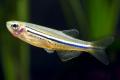 (C. Danio) Dwarf Spotted Danio