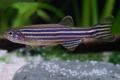 (C. Danio) Zebra Danio