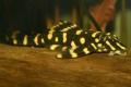 (L. Dekeyseria) Butterfly pleco L168