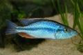 (C. Dimidiochromis) Malawi Eye Biter