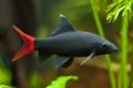 (C. Epalzeorhynchos) Red tail black shark