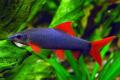 (C. Epalzeorhynchos) Rainbow shark