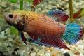(O. Betta) Female Siamese fighting fish