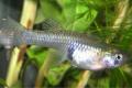 (P. Poecilia) Female guppies