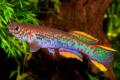 (A. Fundulopanchax) Gardneri Killifish