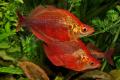 (M. Glossolepis) Red rainbow
