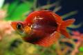 (M. Glossolepis) Ballon Red rainbow